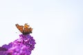 C-butterfly, Polygonia c-album. Butterfly sits on the purple blossom of the lilac. Royalty Free Stock Photo
