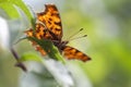 C-butterfly - Polygonia c-album Royalty Free Stock Photo