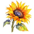 big yellow sunflower, summer wildflowers, isolated on white, watercolor illustration,