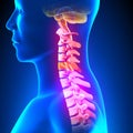 C5 Disc - Cervical Spine Royalty Free Stock Photo