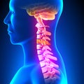 C4 Disc - Cervical Spine Royalty Free Stock Photo