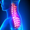 C7 Disc - Cervical Spine Royalty Free Stock Photo