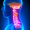 C3 Disc - Cervical Spine Royalty Free Stock Photo