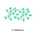 C. dubliniensis candida. Pathogenic yeast-like fungi of the Candida type morphological structure. Vector illustration