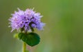 Purple flower on green