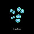C. glabrata candida. Pathogenic yeast-like fungi of the Candida type morphological structure. Vector illustration