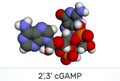 C-GMP-AMP, 2`,3` cGAMP, cyclic guanosine monophosphate-adenosine monophosphate molecule. Molecular model