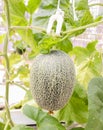 Closeup of single melons plant growing in greenhouse organic farm ,Thailand Royalty Free Stock Photo