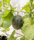 Closeup of melons plant growing in greenhouse organic farm ,Thailand Royalty Free Stock Photo