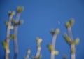 Syringa vulgaris green new buds on branches of twigs in spring blue sky. lilac moon crescent