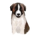 C o de Gado Transmontano Puppy dog breed isolated on white digital art illustration. Transmontano Mastiff Transmontano Cattle Dog