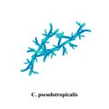 C. pseudotropicalis candida. Pathogenic yeast-like fungi of the Candida type morphological structure. Vector