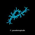 C. pseudotropicalis candida. Pathogenic yeast-like fungi of the Candida type morphological structure. Vector