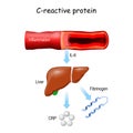 C-reactive protein CRP Royalty Free Stock Photo