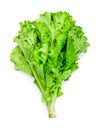 Salad leaf. Lettuce isolated on white background on top Royalty Free Stock Photo