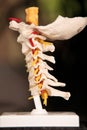 C-spine Model Royalty Free Stock Photo