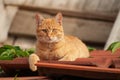 C ute red cat on the red roof Royalty Free Stock Photo