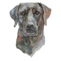 The ca de bestiar watercolor hand painted dog portrait