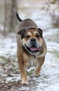 Ca de Bou Mallorquin Mastiff dog Royalty Free Stock Photo