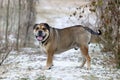 Ca de Bou Mallorquin Mastiff dog