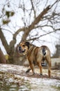 Ca de Bou Mallorquin Mastiff dog Royalty Free Stock Photo