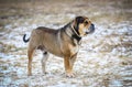 Ca de Bou (Mallorquin Mastiff) dog Royalty Free Stock Photo