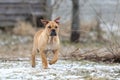 Ca de Bou Mallorquin Mastiff puppy dog