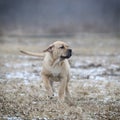 Ca de Bou Mallorquin Mastiff puppy dog Royalty Free Stock Photo