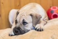 Ca de Bou Mallorquin Mastiff puppy dog