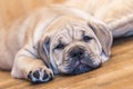 Ca de Bou Mallorquin Mastiff puppy dog Royalty Free Stock Photo