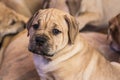 Ca de Bou Mallorquin Mastiff puppy dog Royalty Free Stock Photo