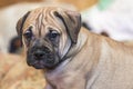 Ca de Bou Mallorquin Mastiff puppy dog