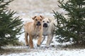 Ca de Bou Mallorquin Mastiff puppy dogs Royalty Free Stock Photo