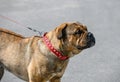Ca de Bou Perro de Presa Mallorquin Molossian type breed of dog brindle color standing on gray street background