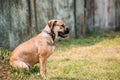 Ca De Bou Or Perro De Presa Mallorquin Puppy Sit Outdoor On Green Grass Royalty Free Stock Photo