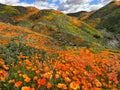 CA poppy fields