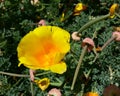 CA Poppy Flower Royalty Free Stock Photo