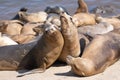 CA sealions all playing and snuggling on the beach Royalty Free Stock Photo
