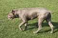 Cane Corso