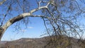 Caatinga biome: dry forest trees Petrolina, Pernambuco, Brazil