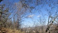 Caatinga biome: dry forest trees Petrolina, Pernambuco, Brazil