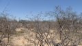 Caatinga biome: dry forest trees Petrolina, Pernambuco, Brazil