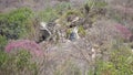 Caatinga biome: dry forest trees Petrolina, Pernambuco, Brazil