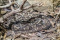 Caatinga Lancehead snake, or Bothrops erythromelas. Jararaca da seca brazilian Royalty Free Stock Photo