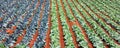 Cabage crops in rows on the field