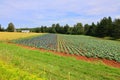 Cabage crops in rows on the field