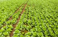 Cabage crops in rows on the field on summer day