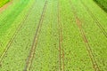 Cabage crops in rows on the field on summer day