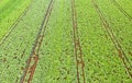 Cabage crops in rows on the field on summer day