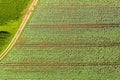 Cabage crops in rows on the field on summer day